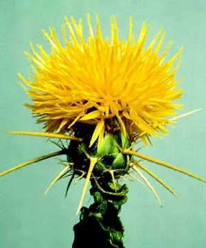 The Starthistle Fly-In gets its name from this memorable, thorny plant which is a noxious weed introduced to the Western US from the Mediterranean region.